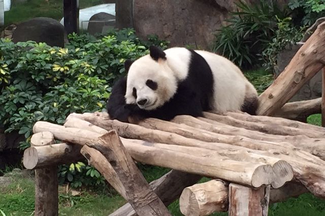 A panda at Hong Kong's Ocean Park